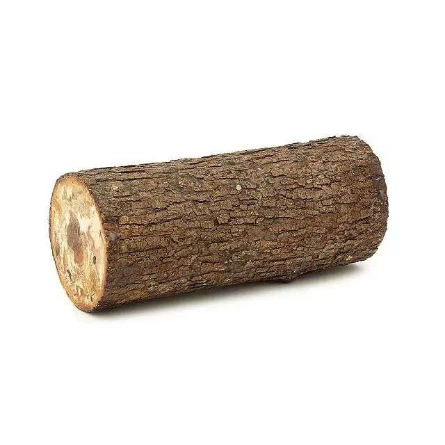 Shiitake Mushrooms Growing Log Kit for Organic Mushrooms - Image 3