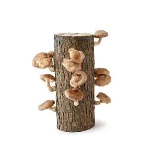 Shiitake Mushrooms Growing Log Kit for Organic Mushrooms