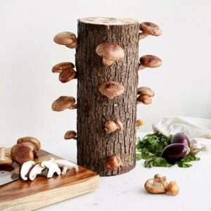 Shiitake Mushrooms Growing Log Kit for Organic Mushrooms